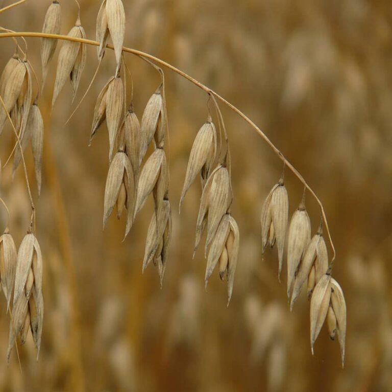 grain of oats