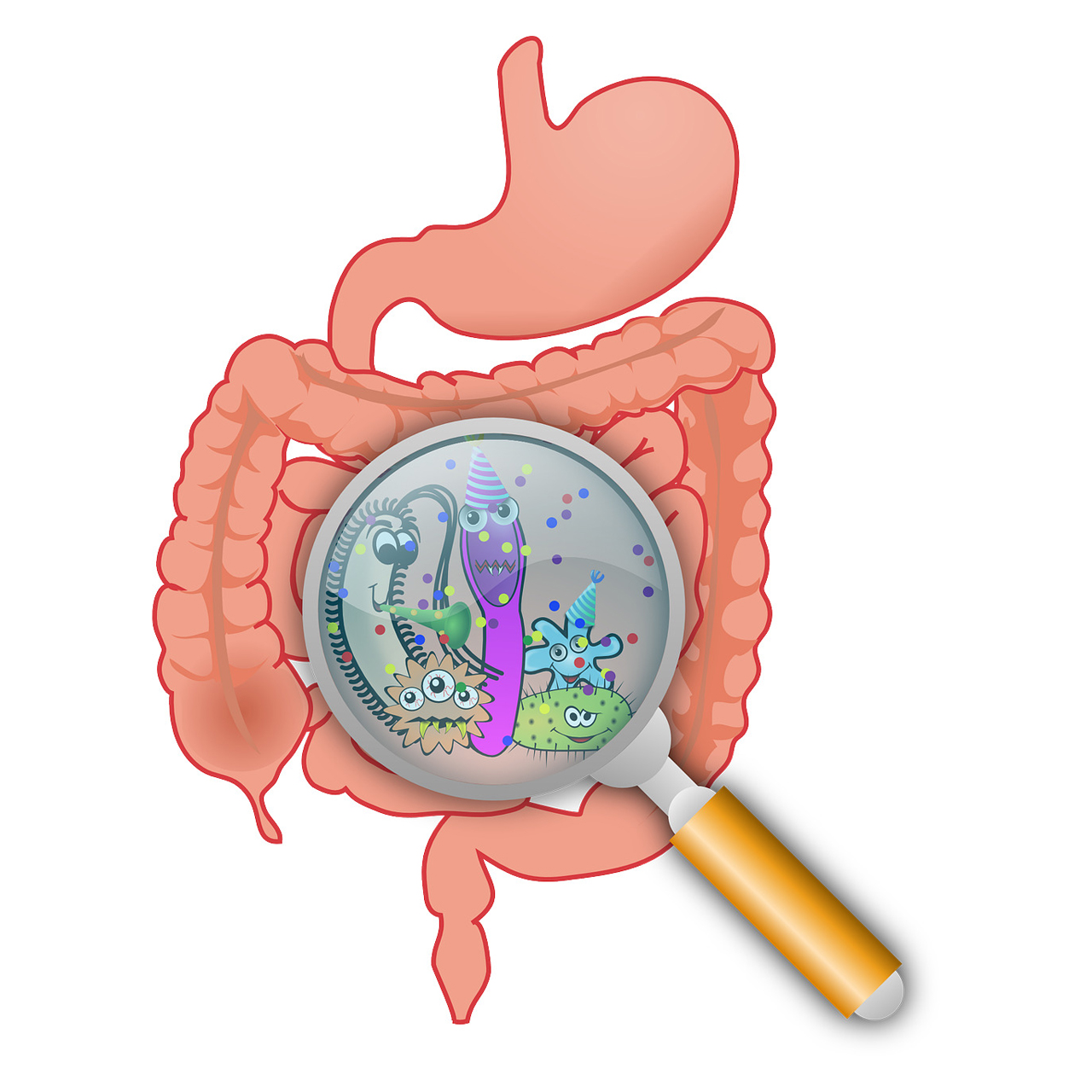 Digestive system Butyrate